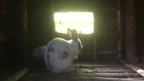 Build beautiful house for Rabbit