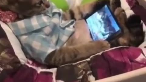 Cat entertainment