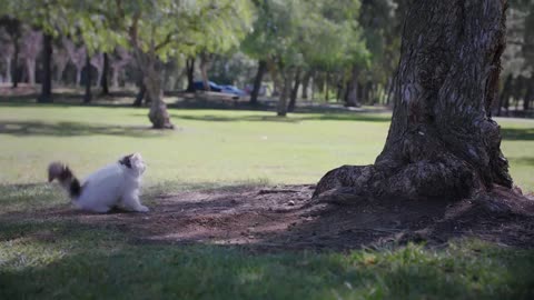 A cat raised by a mouse!