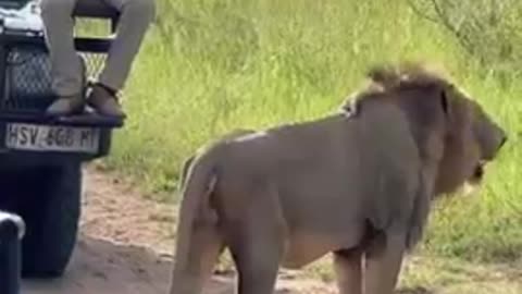 the king lion is back alone #shorts #trending