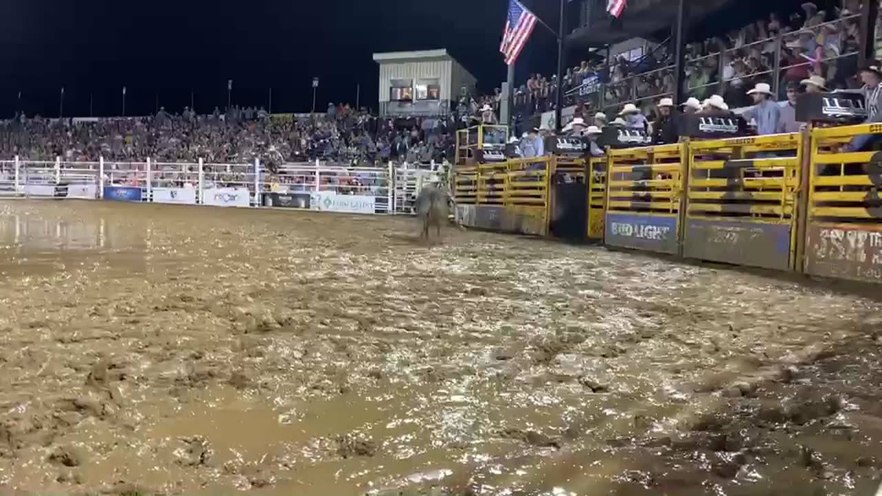 Dangerous Big Bull Fight in rain