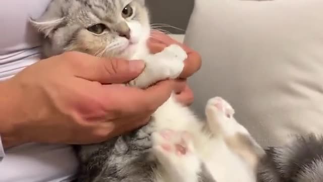 Cat Gets Message