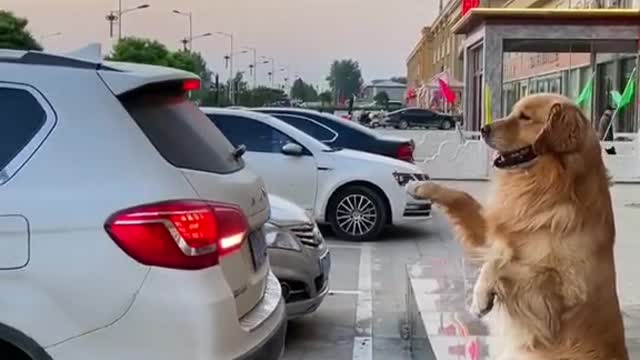 Dog helps to park the car