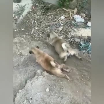 Funny dog make day 😊