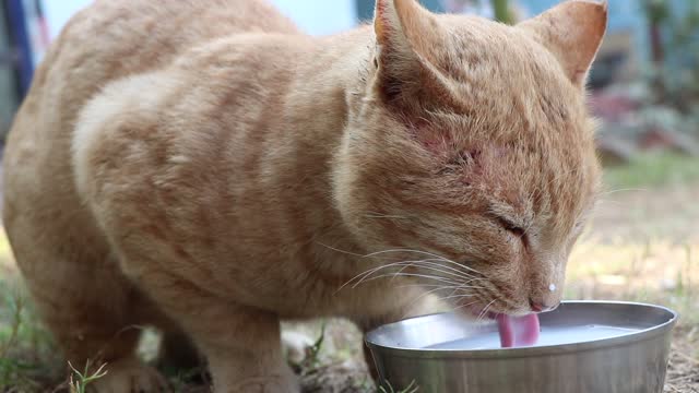 Cat Drinking milk very funny vedio