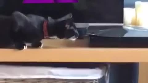 Black cat crawling towards black box gets spooked and jumps off tv stand