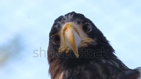 Portrait Of Falcon Sitting In Tree Nature