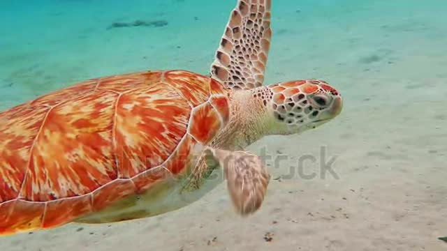 Swimming sea turtle