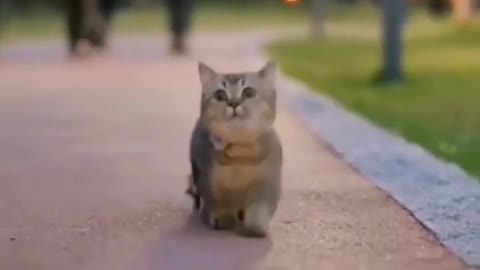 Walking cute cat amazing cat video 😍😍