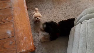 Robot Puppy vs Real Puppy! Who Will Win???