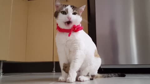Funny cat videos 2021 #shorts​​ || cute cats || funny cats videos 2021