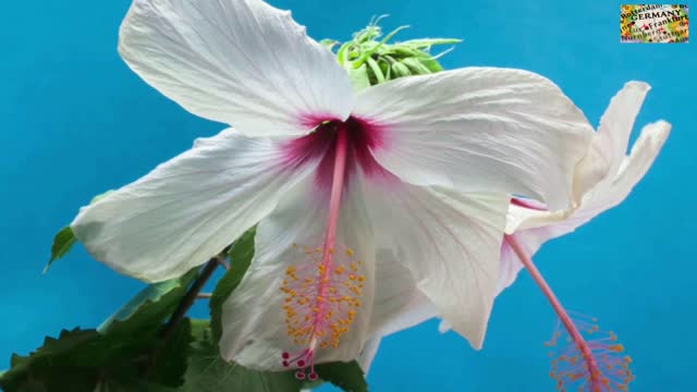 hibiscus flowers bloom