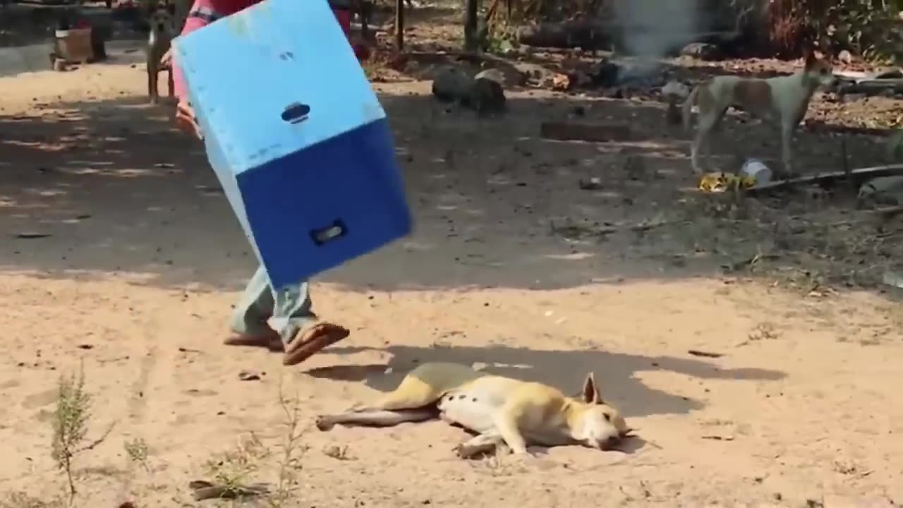 Fake Lion and Fake Tiger Prank To dog