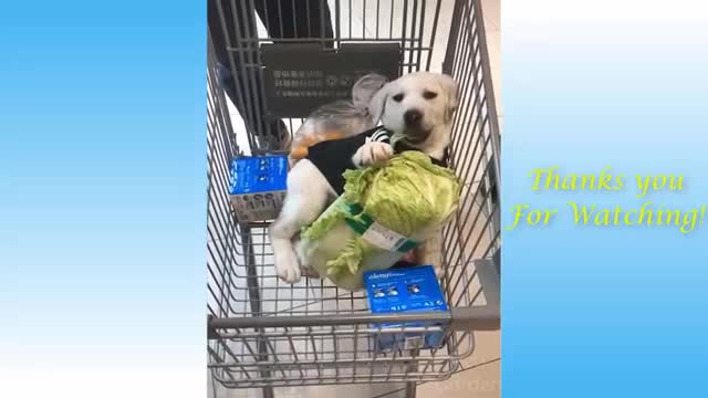 Cute pets and funny animals compilation _ 2021