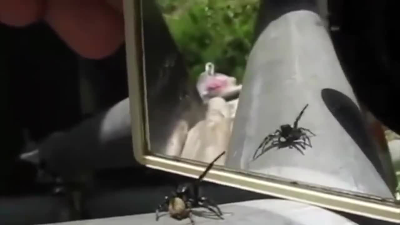 8 Dangerous Animals vs The Mirror