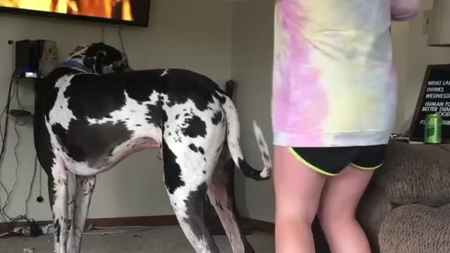 Blue Great Dane Dog Funny Videos 161 - The Great Dane Puppies Video - Great Dane Compilation