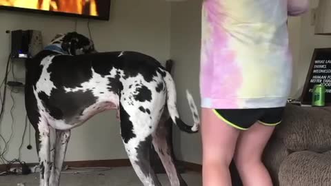 Blue Great Dane Dog Funny Videos 161 - The Great Dane Puppies Video - Great Dane Compilation