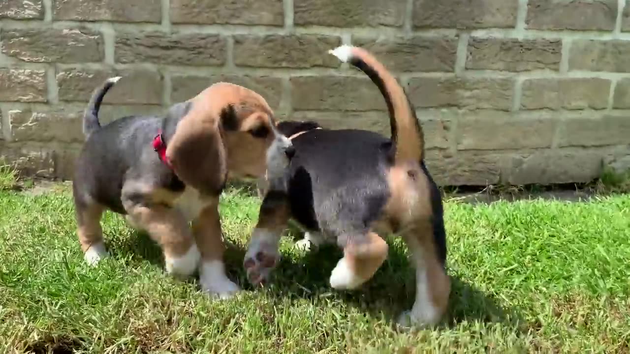 Beagle Puppies Playing and Fighting