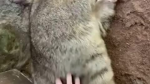The wambat loves a belly rub!!
