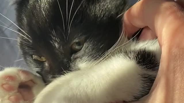 Pretty kitty