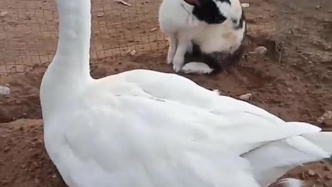 See friendship of animals and birds -- life on earth. #Shorts #short
