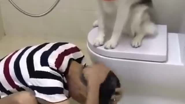 Funny cats and dog moments ep7/try not to laugh loud