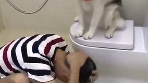 Funny cats and dog moments ep7/try not to laugh loud