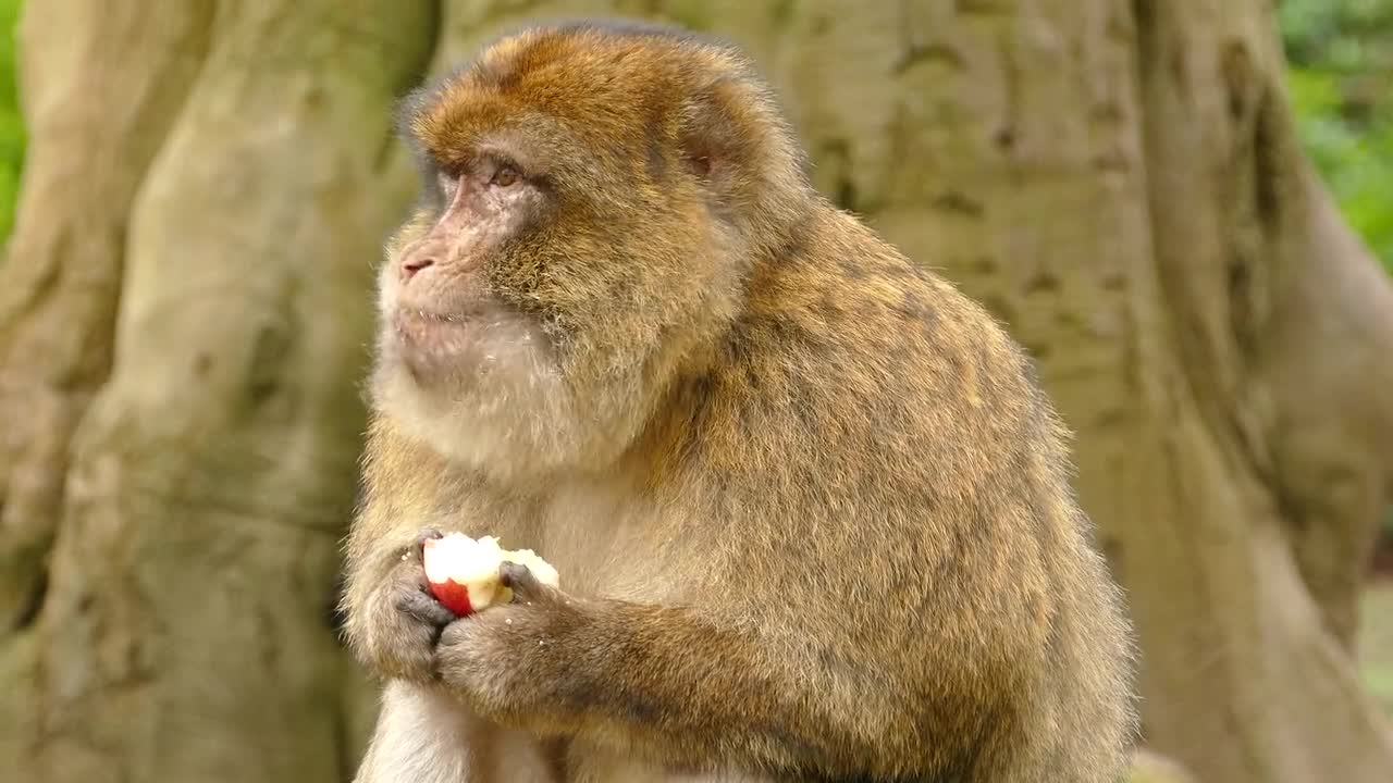 Monkey enjoying of apple/monkey video/animals video/animals funny video