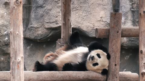 Cute sleeping pose of panda