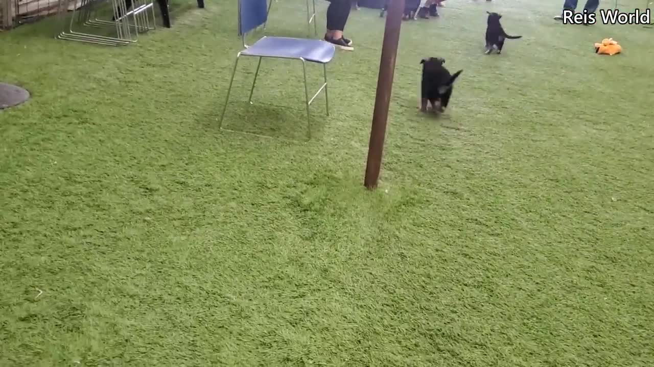 German Shepherd PUPPIES 8 weeks and DAD Play 2020