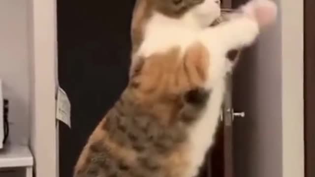 Funny Cat Sitting on Counter Waving Paws #shorts