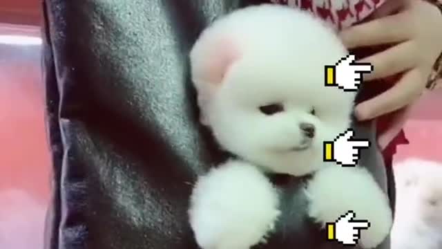 Would you?#puppy #dog #fyp #foryou #cute #pet #dogtiktok