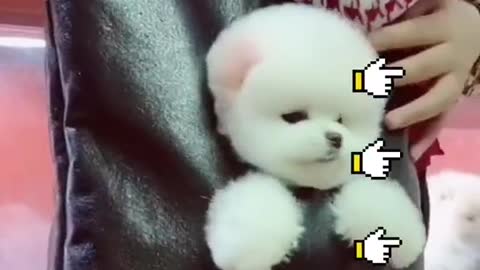 Would you?#puppy #dog #fyp #foryou #cute #pet #dogtiktok