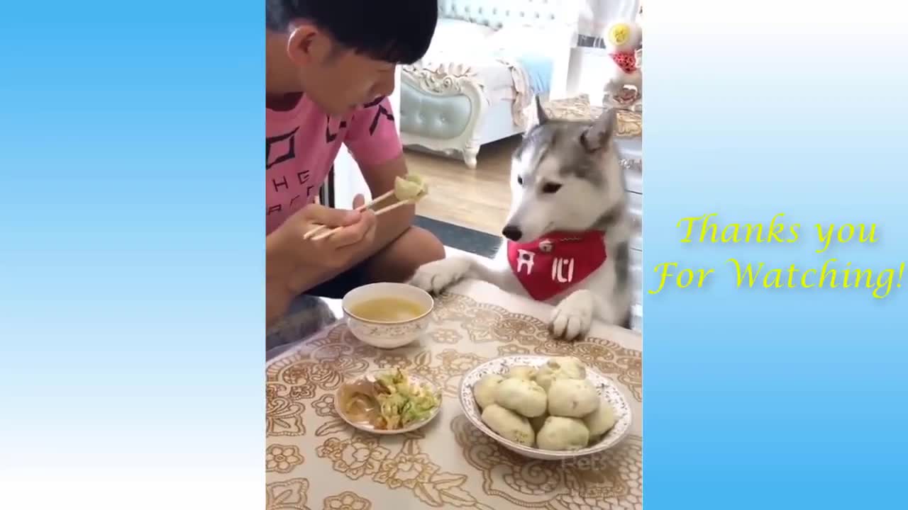 Laugh with funny animals