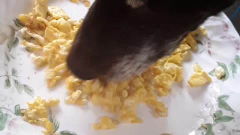 Dog enjoying breakfast