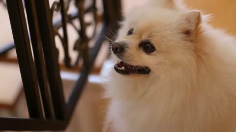 little fluffy happy cute dog