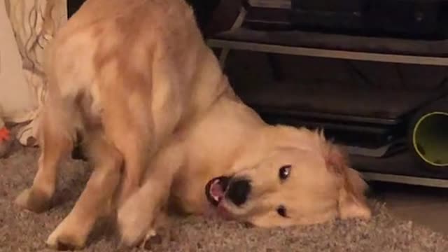 Derp