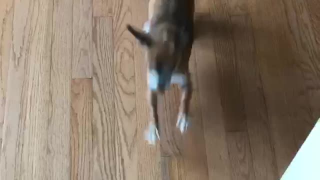 Brown dog running around excited to go to starbucks