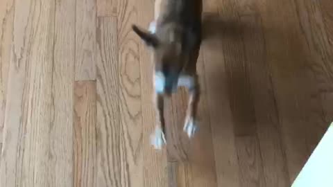 Brown dog running around excited to go to starbucks