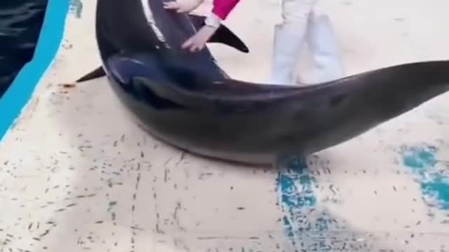 Very cute Dolphin