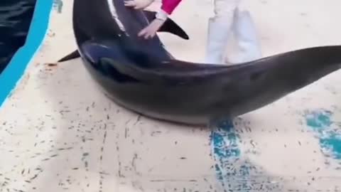 Very cute Dolphin