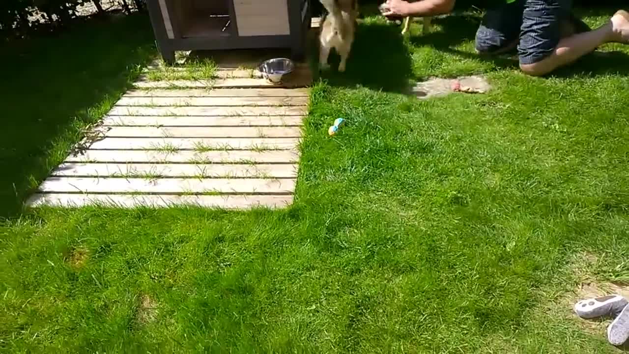 Two cute and funny dogs are playing in garden outside the { house (kennel) }