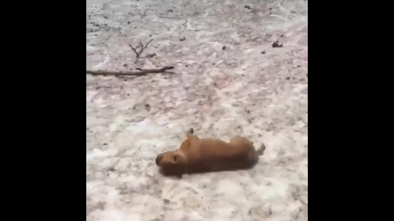 Cute & Funny Pet Compilation (#122)