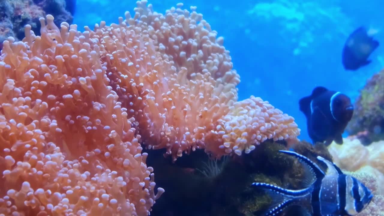 beautiful marine life