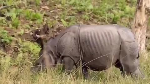 Wildlife in Close view with different perspective.