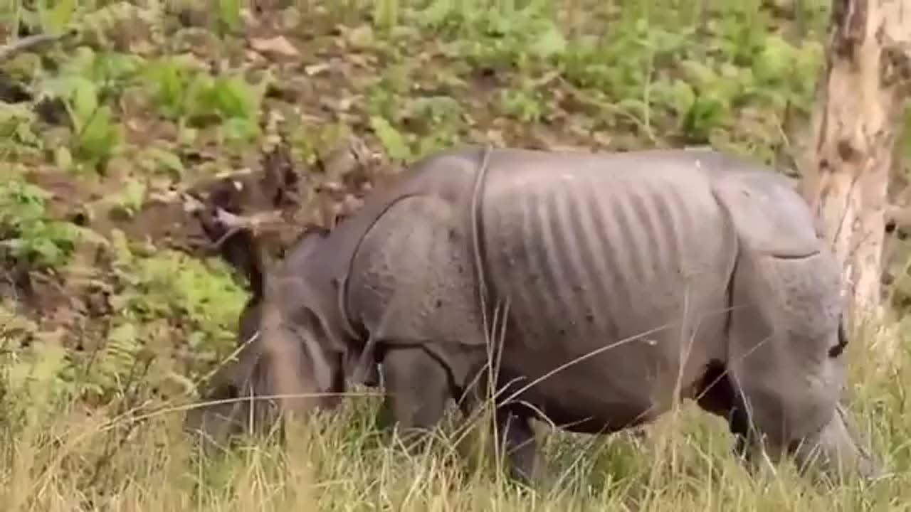 Wildlife in Close view with different perspective.