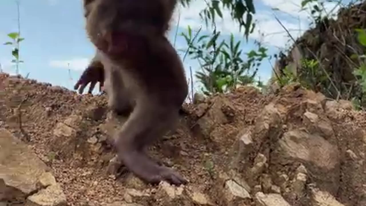 #babymonkeys #Animal t #monkeys #animallovers❤️ #cocakamonkey animals #viral #monkey #cute_2