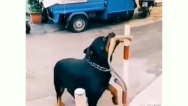 See how dog took that personally.. 😂😂🤣🤣