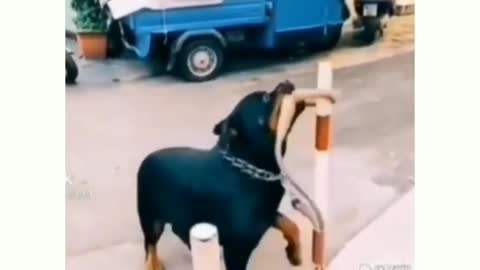 See how dog took that personally.. 😂😂🤣🤣