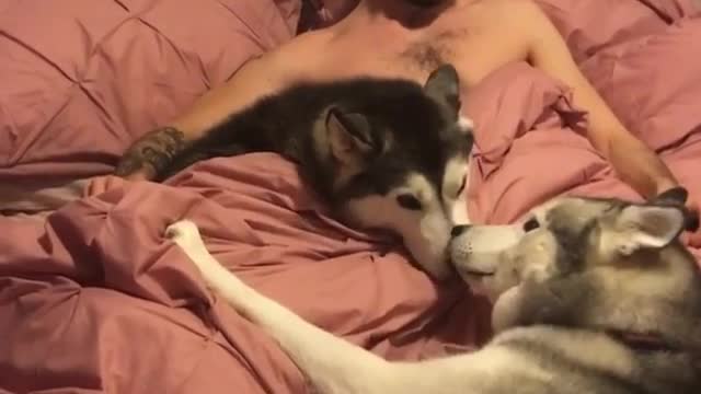 Husky who sleeps with his master